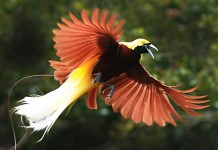 Cenderawasih, Burung Langka nan Elok dari Papua