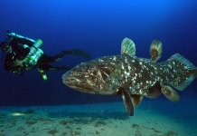 Coelacanth Bunaken, Ikan Purba yang Disangka telah Punah