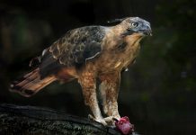 Elang Jawa, Burung Endemik Pulau Jawa yang Terancam Punah