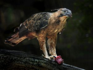 Elang Jawa, Burung Endemik Pulau Jawa yang Terancam Punah