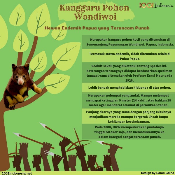 Kanguru Pohon Wondiwoi, Hewan Endemik Papua yang Terancam Punah