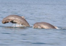 Pesut Mahakam, Lumba-lumba Air Tawar yang Terancam Punah