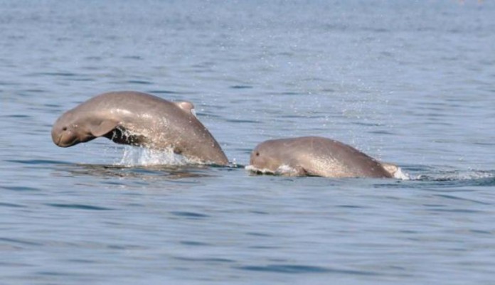 Pesut Mahakam, Lumba-lumba Air Tawar yang Terancam Punah