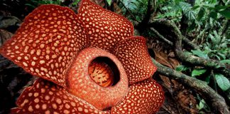 Rafflesia Arnoldii, Bunga Endemik Sumatra dan Terbesar di Dunia