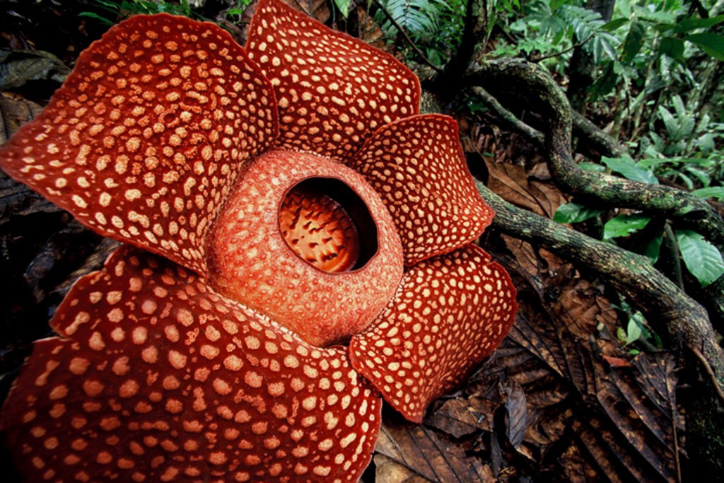 Rafflesia Arnoldii, Bunga Endemik Sumatra dan Terbesar di Dunia
