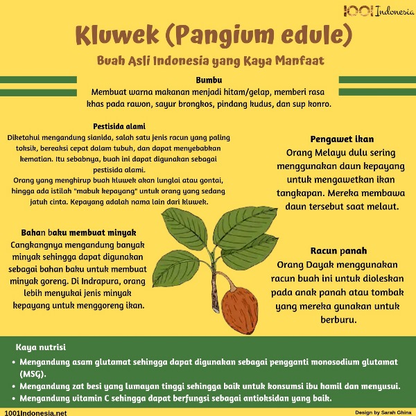 [Infografis] Kluwek (Pangium edule)