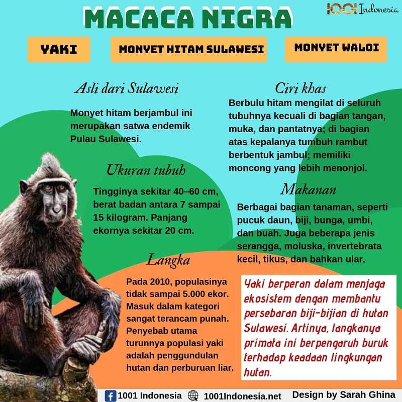 Yaki, Monyet Hitam dari Sulawesi