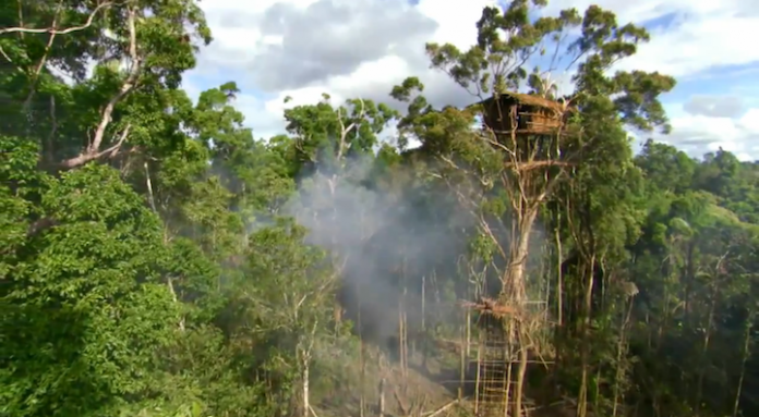 Rumah Pohon Suku Korowai di Papua