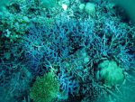 Terumbu karang aneka warna di Perairan Anambas.