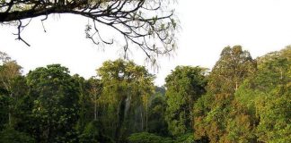 Hutan Hujan Tropis Sumatra