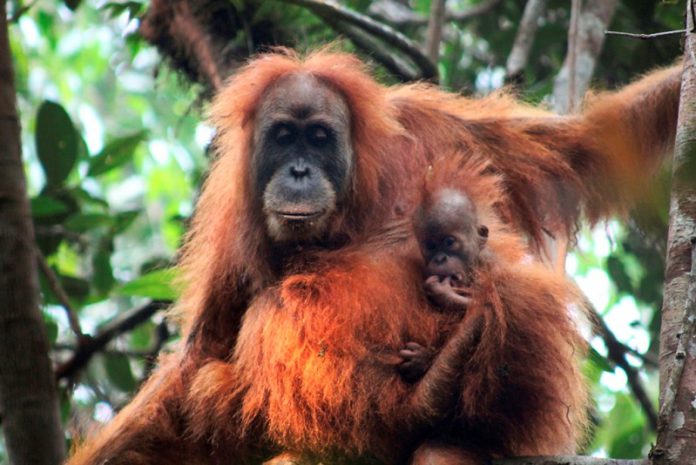 Orangutan Tapanuli, Spesies Orangutan Baru di Indonesia
