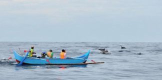 Para pengunjung menyaksikan atraksi lumba-lumba di Teluk Kiluan