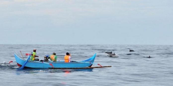 Para pengunjung menyaksikan atraksi lumba-lumba di Teluk Kiluan