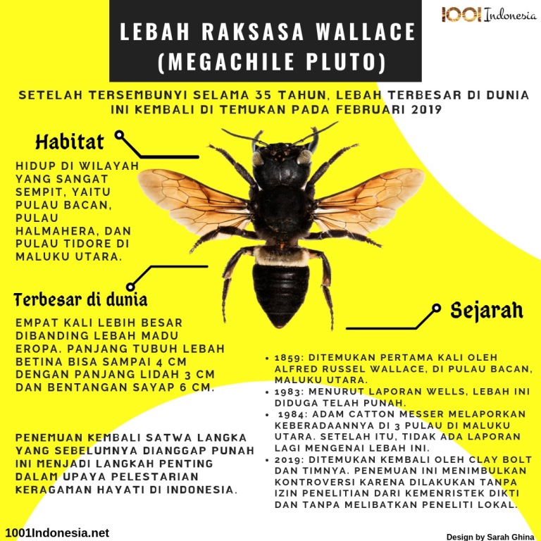 Lebah Raksasa Wallace