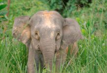 Gajah Kalimantan
