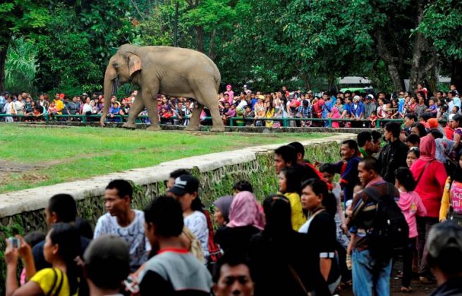 Taman Margasatwa Ragunan, Wisata Edukasi di Ibu Kota Jakarta