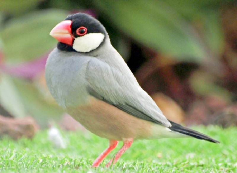 Burung Gelatik Jawa