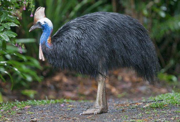 Kasuari, Burung Endemik Papua yang Unik dan Berbahaya