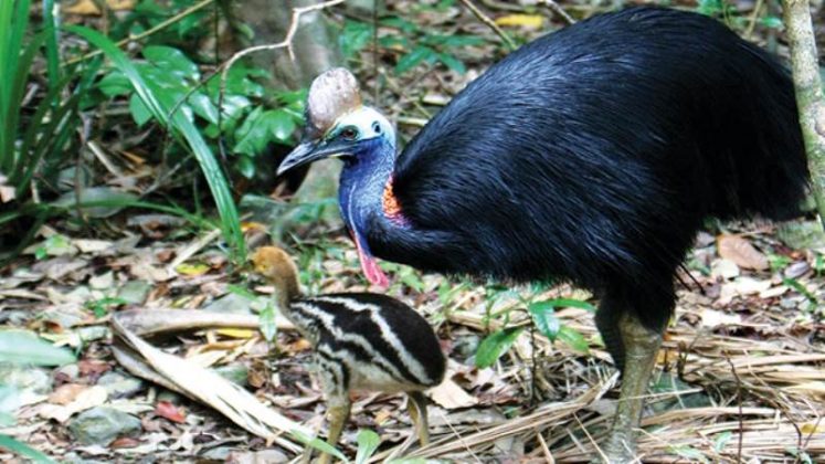  Kasuari  Burung  Endemik Papua yang Unik dan Berbahaya