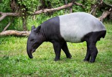 Tapir Asia