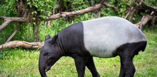 Tapir Asia