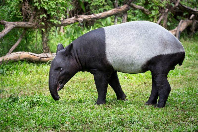 Tapir Asia