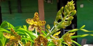 Anggrek Tebu