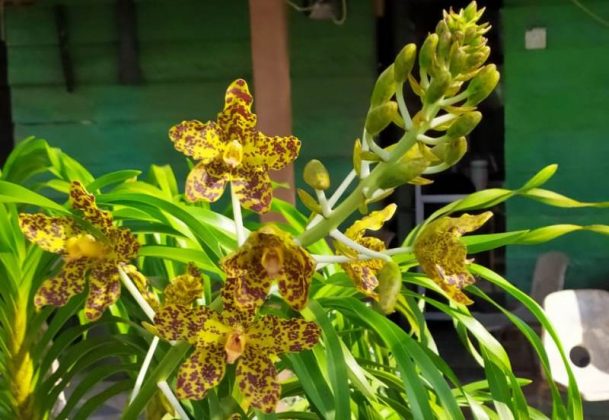 Anggrek Tebu, Jenis Anggrek Terbesar di Dunia