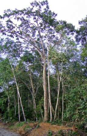 Pohon Tengkawang