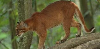 Kucing Merah Kalimantan