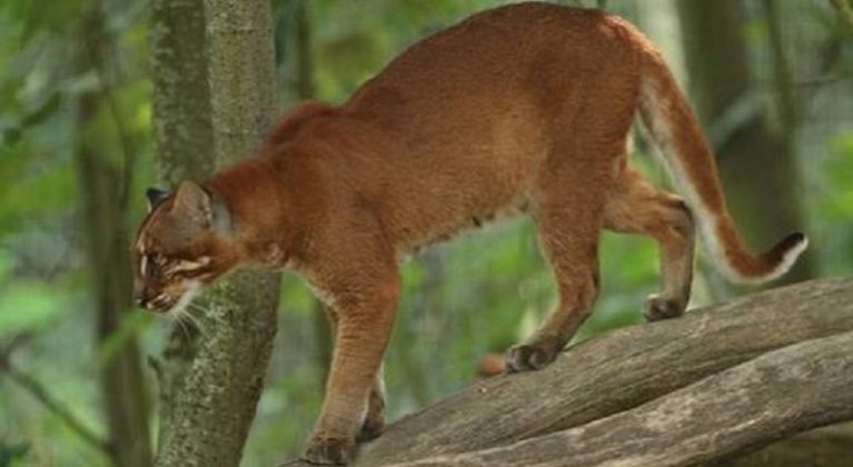  Kucing Merah  Kucing  Liar yang Hidup di Hutan Kalimantan