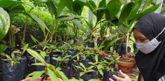 Nepenthes adrianii