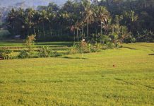 Lumbung Desa, Lembaga Perkreditan di Mojokerto pada Masa Kolonial