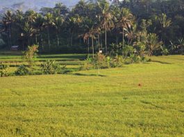 Lumbung Desa, Lembaga Perkreditan di Mojokerto pada Masa Kolonial