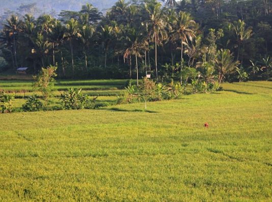 Lumbung Desa, Lembaga Perkreditan di Mojokerto pada Masa Kolonial
