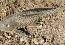 Ikan Sapu-sapu, Ikan Invasif yang Dianggap Mengganggu Ekosistem Perairan Jakarta Ikan Sapu-sapu