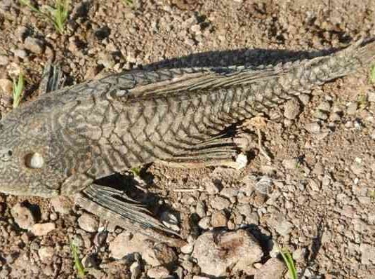 Ikan Sapu-sapu, Ikan Invasif yang Dianggap Mengganggu Ekosistem Perairan Jakarta Ikan Sapu-sapu