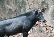 Kambing Hutan Sumatra, Mamalia Langka Penghuni Pegunungan Sumatra Kambing Hutan Sumatra
