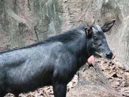 Kambing Hutan Sumatra, Mamalia Langka Penghuni Pegunungan Sumatra Kambing Hutan Sumatra
