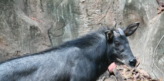 Kambing Hutan Sumatra