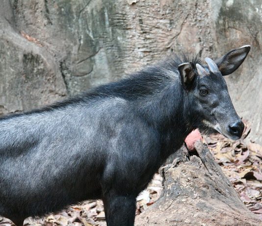 Kambing Hutan Sumatra