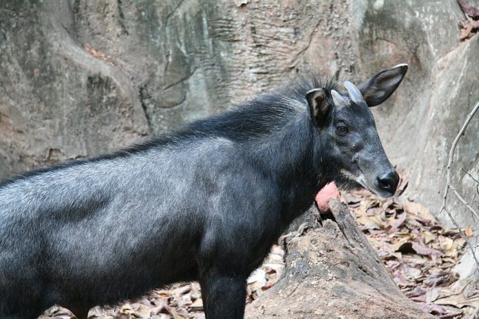 Kambing Hutan Sumatra