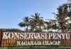 Konservasi Penyu Nagaraja Cilacap