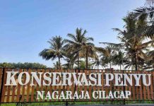 Konservasi Penyu Nagaraja Cilacap