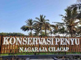 Konservasi Penyu Nagaraja Cilacap
