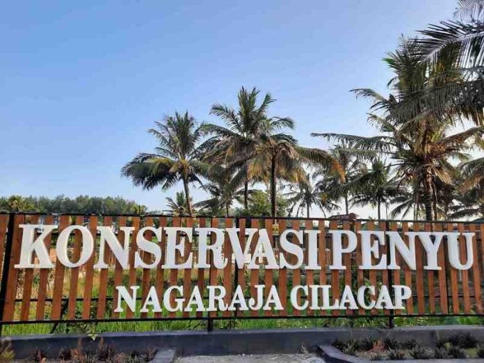 Konservasi Penyu Nagaraja Cilacap