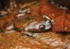 Katak Kepala-Pipih Kalimantan