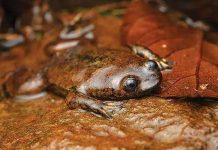 Katak Kepala-Pipih Kalimantan