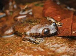 Katak Kepala-Pipih Kalimantan