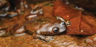Katak Kepala-Pipih Kalimantan